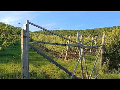Видео: Красивое село в Закарпатье-Обживаемся на новом месте, продолжаем исследовать наше село и окрестности