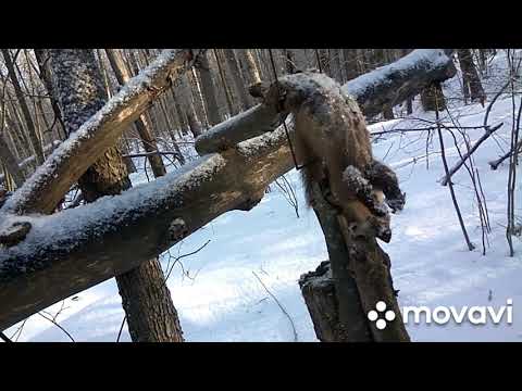 Видео: охота на куницу: капканный промысел