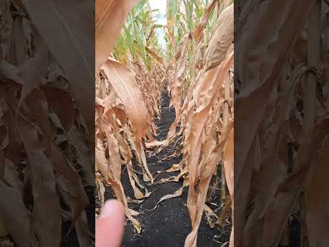 Видео: Кукурудза яка витримала посуха😎 я в шоці з ней 