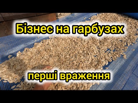 Видео: Новий бізнес на гарбузах. Вирощування гарбузів. Гарбузовий бізнес.