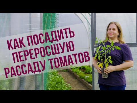 Видео: Как посадить переросшую рассаду томатов. УРОЖАЙ БУДЕТ НЕ ХУЖЕ