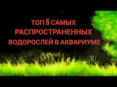 Видео: Топ 5 самых распространенных водорослей в аквариуме