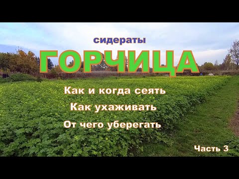 Видео: Горчица выросла. Сидераты- горчица. Как и когда сеять горчицу, как ухаживать и от чего уберегать !