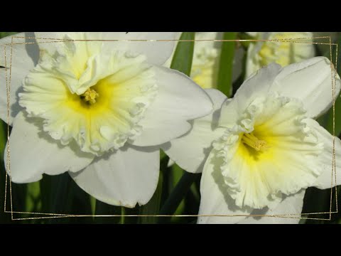 Видео: НАРЦИССЫ. Посадка Луковиц в Грунт. Осенняя Посадка Нарциссов.169