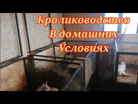 Видео: КАК УСТРОЕН МОЙ КРОЛЬЧАТНИК? / И ОБЗОР МОИХ КЛЕТОК ДЛЯ КРОЛИКОВ