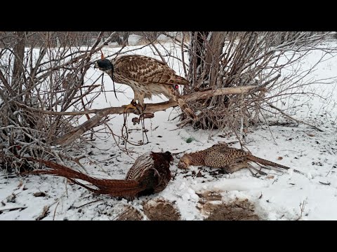 Видео: Қаршығамен қырғауыл аулау.  3-күн| 3th day hunting on Pheasant with Goshawk| Тетеревятник