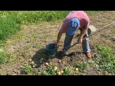 Видео: Які прогнози на урожай картоплі ..??  Викопали ранню бараболю..