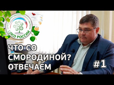 Видео: #1 ЧТО СО СМОРОДИНОЙ??? Что нужно сделать со смородиной ранней весной.