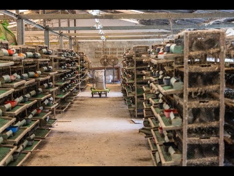 Видео: ОТКРЫТЬ ПЕРЕПЕЛИНУЮ ФЕРМУ В 2019 ГОДУ