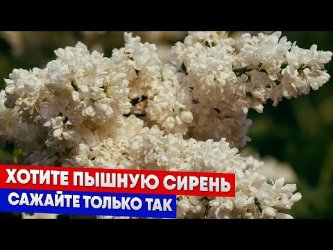 Видео: Хотите пышную сирень   сажайте только так