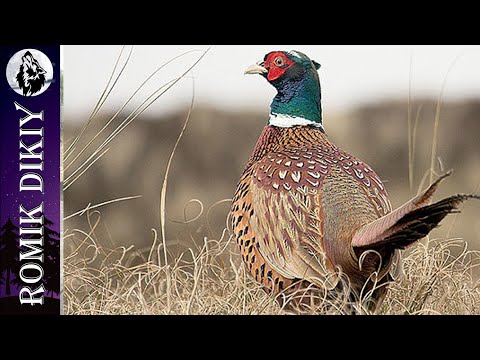 Видео: Шикарная охота на фазана  Река Или