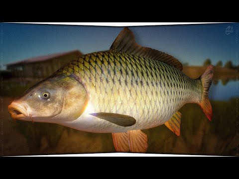 Видео: Сазан на реке Ахтуба • Проверка точки