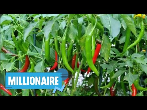 Видео: Как заработать больше денег на экспорте ЗЕЛЕНОГО перца чили за границу | Фермер объясняет