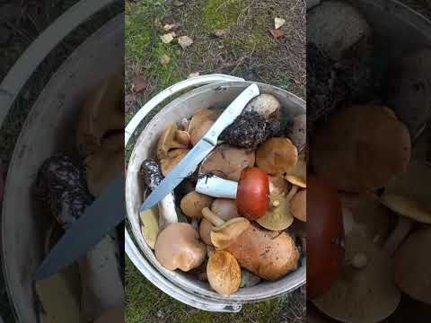 Видео: 6 сентября Ленобласть за грибами