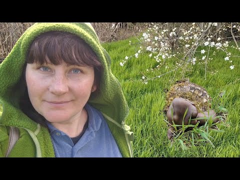 Видео: Как вырастить вешенку весной, знает только остров! 05.04.2025.