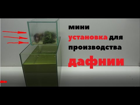 Видео: Мини установка ДЛЯ размножения ДАФНИИ  в домашних условиях!