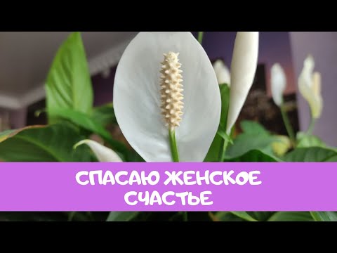 Видео: Женское Счастье (Спатифиллум), как Правильно Пересадить