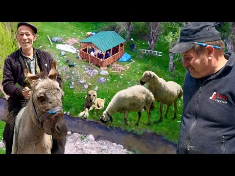 Видео: МЫ НИКОГДА НЕ ЕЛИ НИЧЕГО ЛУЧШЕ МЯСА ИЗ КРАПИВЫ / СТРОИТЕЛЬСТВО ДОМА В ГОРАХ / КОНТРОЛЬ ЗА ГУСИНЫМИ