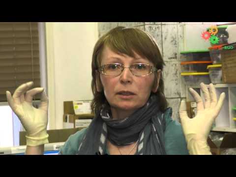 Видео: Молекулярная биология. Проточная цитометрия (Е. И. Коваленко)