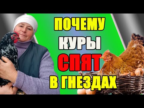 Видео: Как отучить кур  спать в гнездах. Причины и мои решения.
