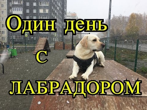 Видео: Один день из жизни нашего Лабрадора Харви