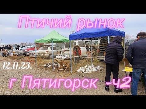 Видео: Голуби цены Птичий рынок г Пятигорск -ч2