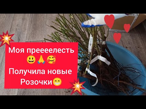Видео: 💥Новые сорта в сад, из питомника🌹 "Александра" 😃🙏💥
