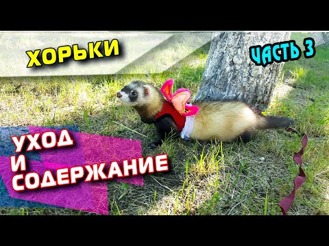 Видео: ХОРЕК. УХОД И СОДЕРЖАНИЕ. ЧАСТЬ 3