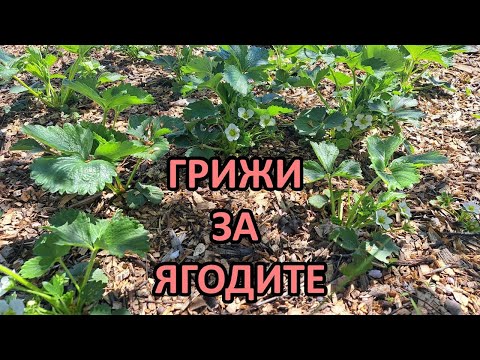 Видео: Грижи за ягодите, размножаване чрез прелки/ Градина без копане - Tony's permaculture garden