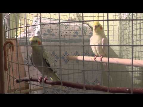 Видео: Как определить пол попугая кореллы 2. Ошибка в определении пола.