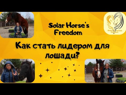 Видео: Как стать лидером для лошади?🤔 Какими качествами для этого нужно обладать? Лидер в табуне🐴.