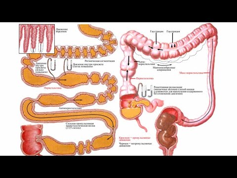 Видео: Лекция "Физиология пищеварения"