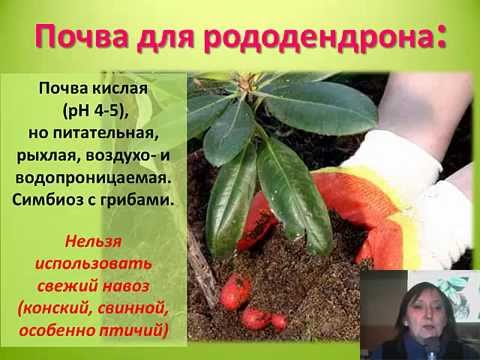 Видео: Рододендроны2015