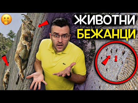 Видео: 12 животни БЕЖАНЦИ, които МИСЛИМ за БЪЛГАРСКИ, но НЕ СА