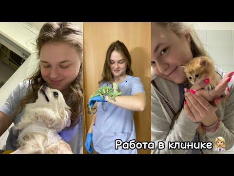 Видео: работа в ветеринарной клинике/обязанности ассистента