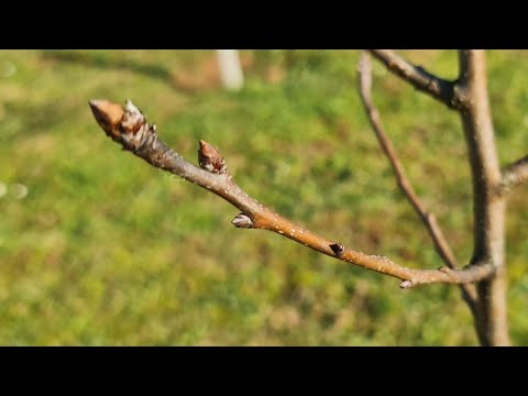 Видео: Какие почки являются плодовыми, а какие — листовыми? Поощряйте плодовое дерево давать больше плодов