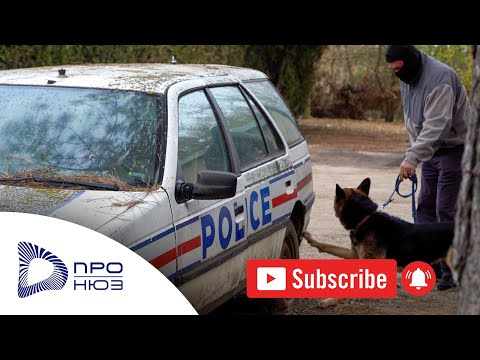 Видео: ПОЛИЦАИ НА ЧЕТИРИ ЛАПИ В ДОБРИЧ – ДЖИНО И МАРСИ