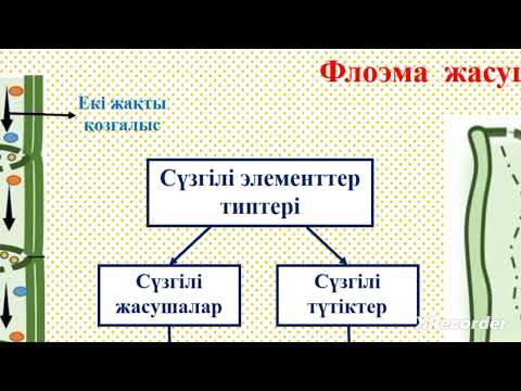 Видео: 7 сынып Ксилема және флоэма элементтерін салыстыру.