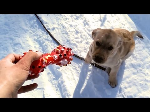 Видео: Гуляем с щенком весной в лесу. Купаемся в снегу) (Лабрадор Сэм, 3мес.)