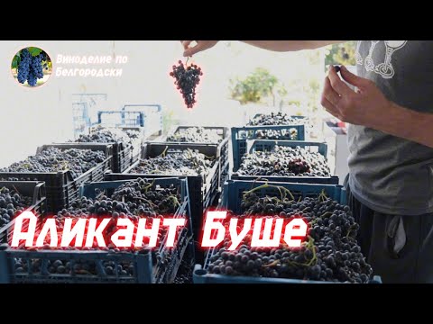 Видео: Аликант Буше. Делаю в первый раз!