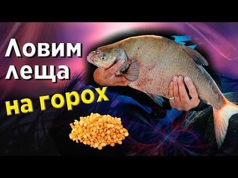 Видео: Ловля ЛЕЩА на ГОРОХ. Лещ на фидер. Фидерная рыбалка на Днепре.