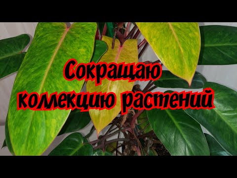Видео: Сокращаю коллекцию растений