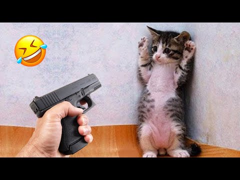 Видео: Смешные моменты с животными, от которых вы заплачете от смеха! 🤣