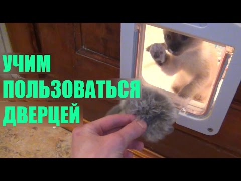 Видео: Врезная дверца для кошек. Lockable 4-Way Locking Cat Door