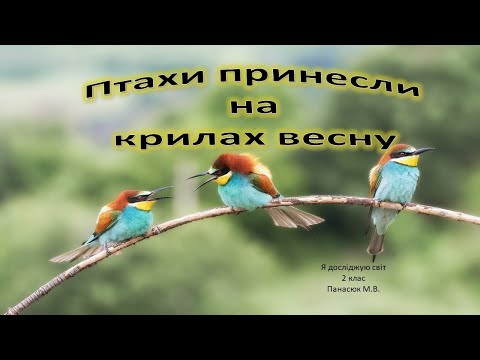 Видео: Птахи принесли на крилах весну. Птахи навесні.