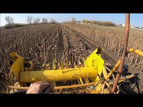 Видео: Уборка подсолнуха на огороде в октябре. Sampo 500