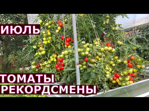 Видео: Самые ранние томаты в открытом грунте Подмосковья Июль