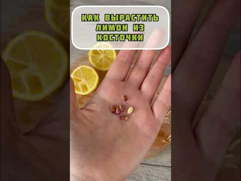 Видео: 🍋Как вырастить лимон из косточки. Самый быстрый способ #shorts #green #лимон #комнатныерастения