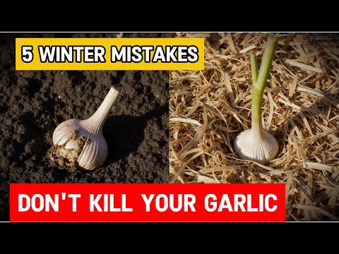 Видео: Переживет ли ваш чеснок зиму? (ЗАПОМНИТЕ ЭТИ 5 ГЛАВНЫХ ОШИБОК)