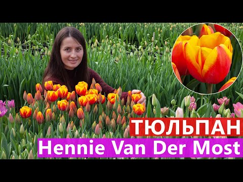 Видео: Тюльпан Hennie Van Der Most (Хенні ван дер Мост) 🌷